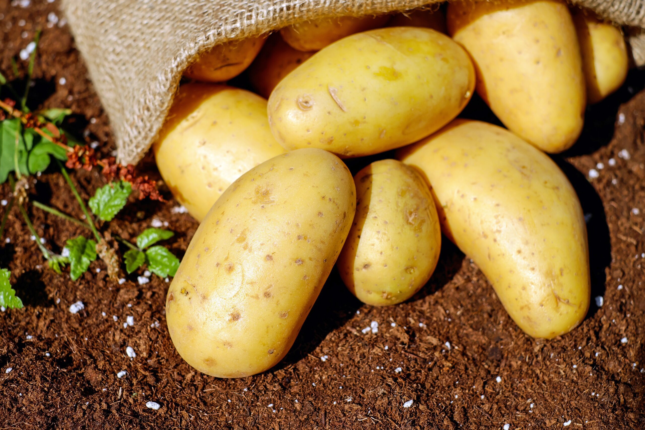 Best leading International potato exporters in india