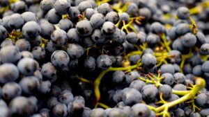 grapes exporters in India | grapes suppliers in India