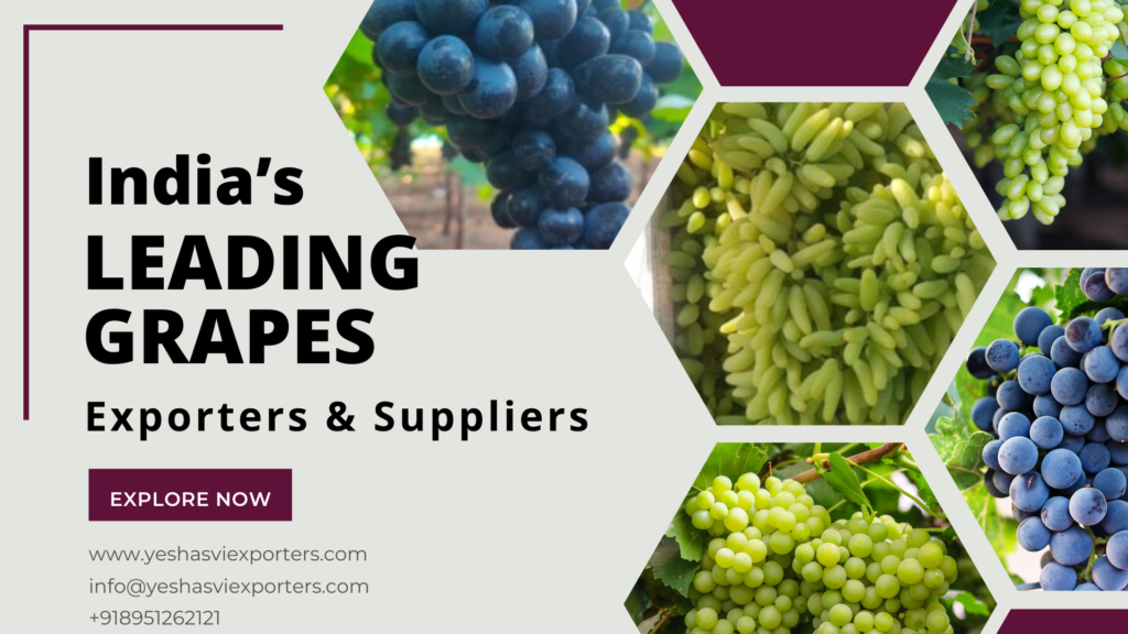 grapes exporters in India | grapes suppliers in India