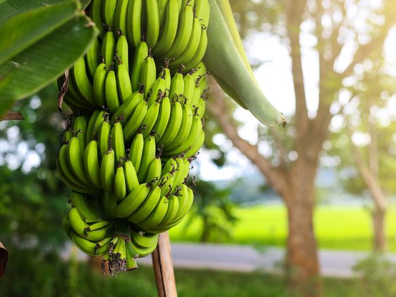 banana exporters in India | cavendish banana suppliers in India